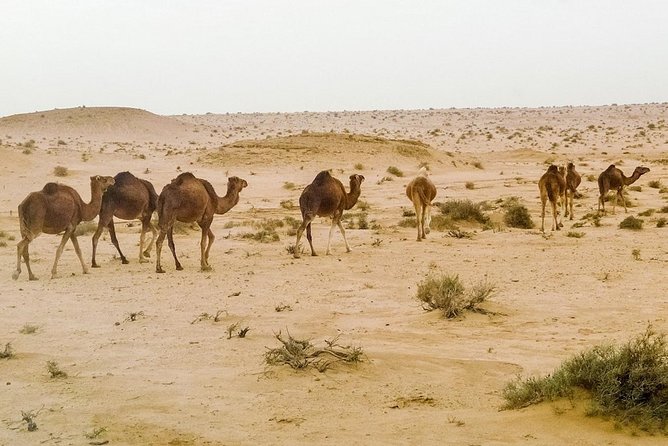 4 Days Tunisia Discovery Private Tour - Timing, Car Rides, and How to Make It Feel Less Rushed