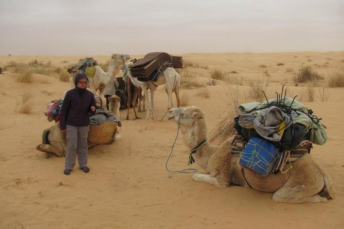 Camel ride and 1 night in the desert - Key highlights to know before you go