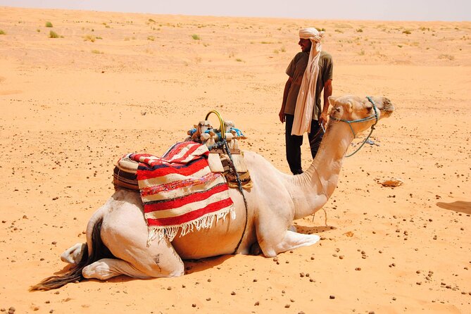 Day Trip in Ksar Ghilane with Lunch and Pickup - Price and Value: What You Really Get for $70.29