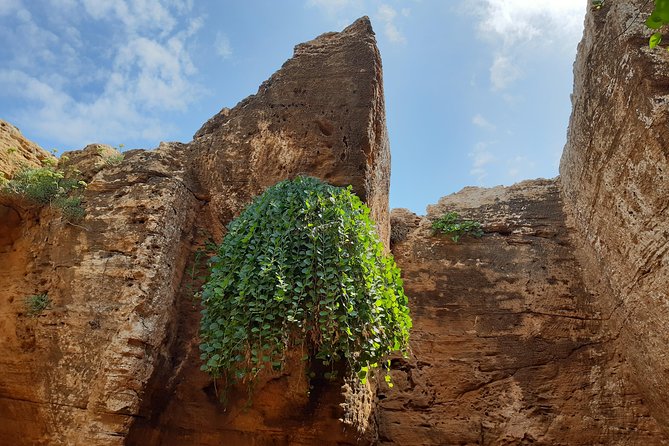 Daytrip to Kerkouen Unesco Site Kelibia and Houaria Caves - Echraf olive tree: a living monument, not a photo prop