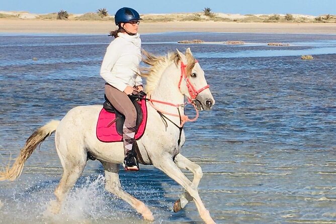 Discovery ride on horseback or camel 2h30 - What You Actually Do on This 2h30 Horseback or Camel Ride in Djerba