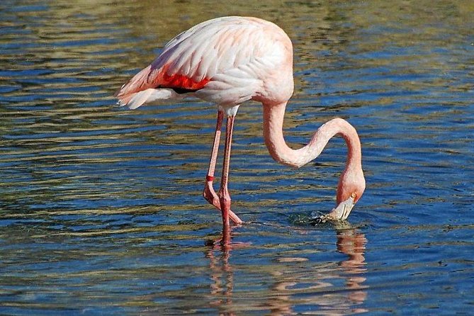 Djerba Flamingo Island Pirate Boatrip - Trip, Lunch & Pick-up - Pirate Games, Folk Music, and Dancing After the Meal