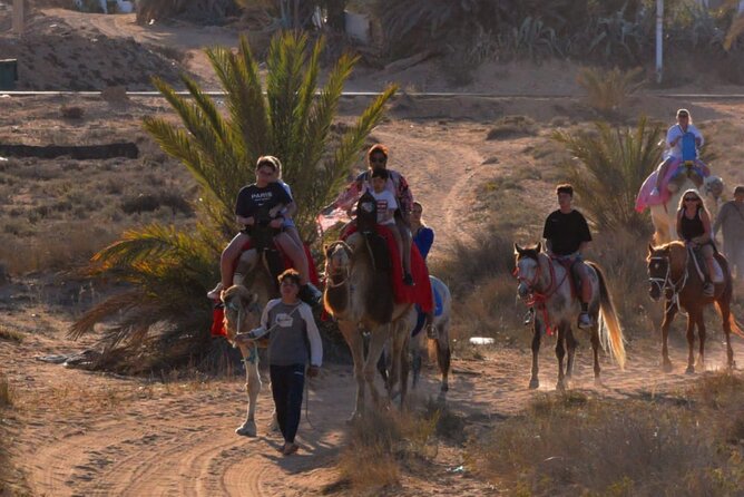Explore Djerba by camel and horse - Group size, supervision, and how it affects your experience