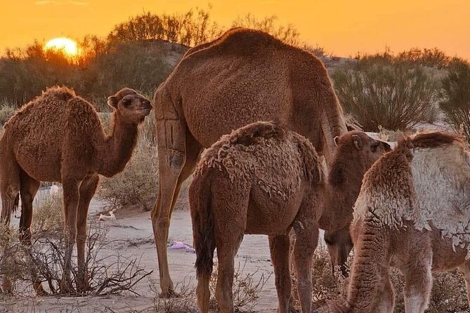 From Djerba: Explore the desert in a day - The 6:00 am Start: Comfort and Timing From Djerba