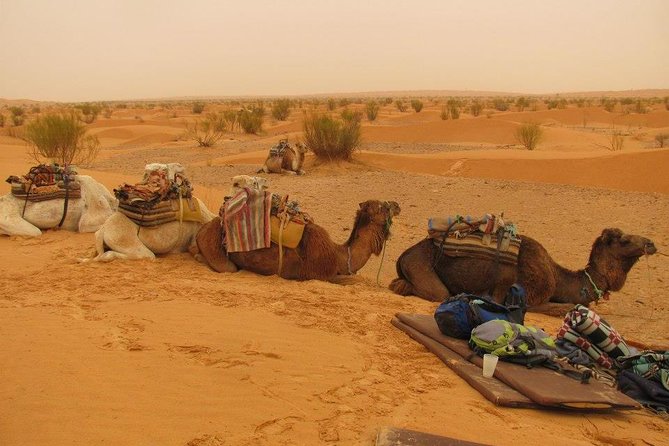 From Tozeur: 3-Day Desert Trip - Key Highlights You Should Care About