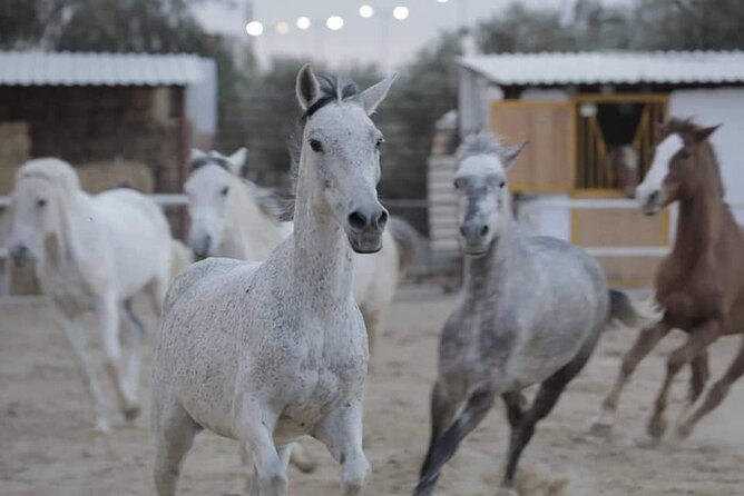 Horseback riding with private transfer - Key Things to Know Before You Go