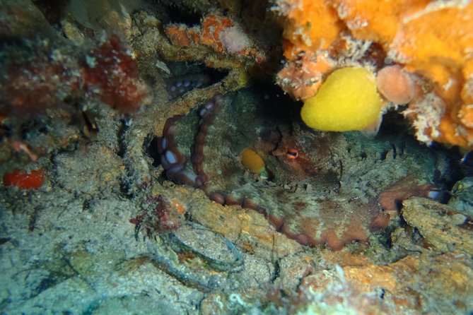 Octopus Rock Exploration - Certified Diver - Equipment Included, and That Really Changes the Math