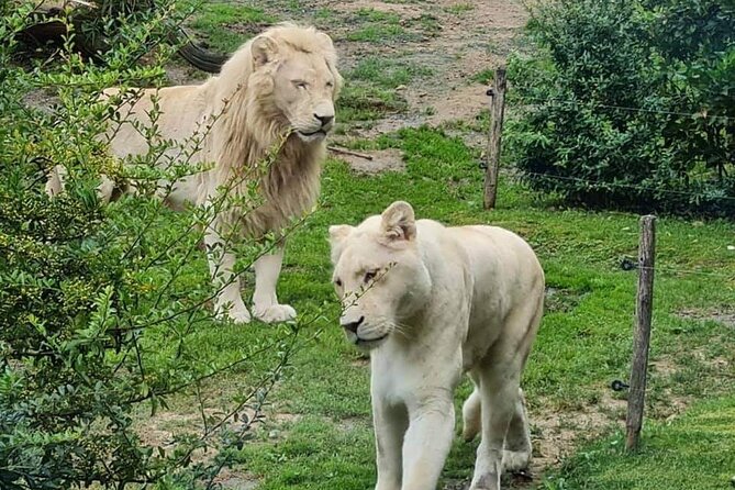 Private Excursion of Friguia Park and Medina of Hammamet - The zoo route: what you are likely to see and how to enjoy it